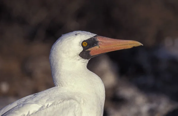 Fou Masque sula dactylatra — Stockfoto