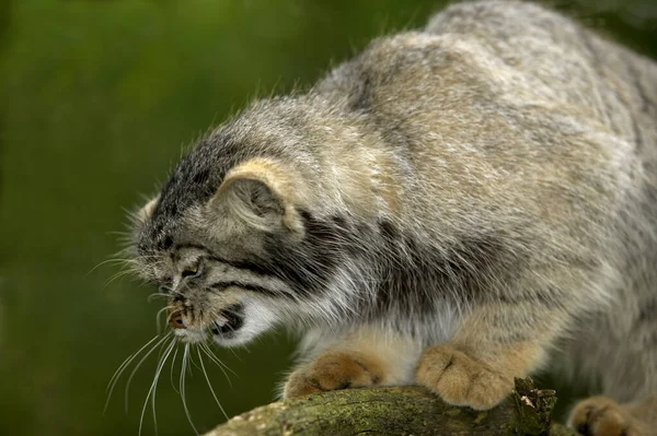 Manul otocolobus manul — Stok fotoğraf