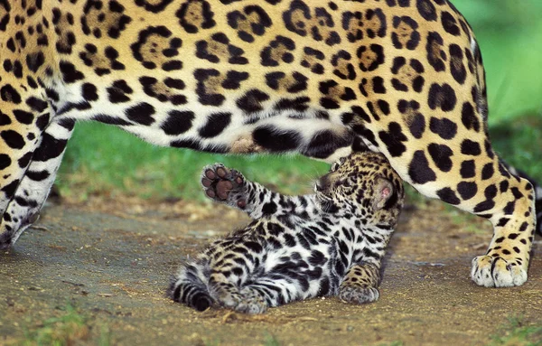 El pánico de Jaguar onca —  Fotos de Stock