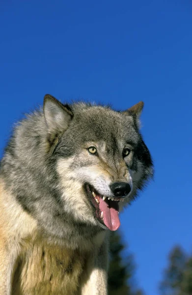 Loup du Canada canis lupus occidentalis — Photo