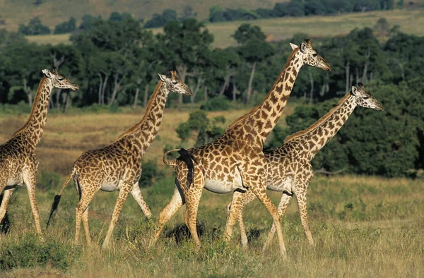 Girafe Masai giraffa camelopardalis tippelskirchi — Stockfoto