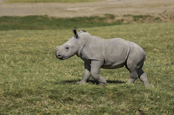 Rhinoceros Blanc ceratotherium simum — Zdjęcie stockowe