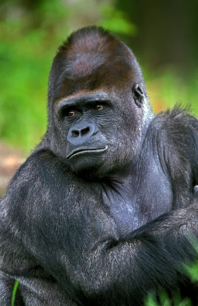 Gorille De Plaine gorilla graueri — стокове фото