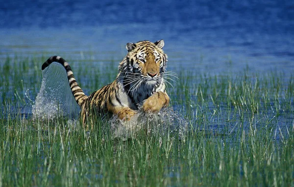 Тигр Du Bengale panthera tigris tigris tigris — стокове фото