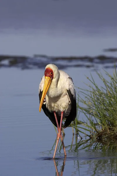 Tantale Ibis mykteria ibis — Stockfoto