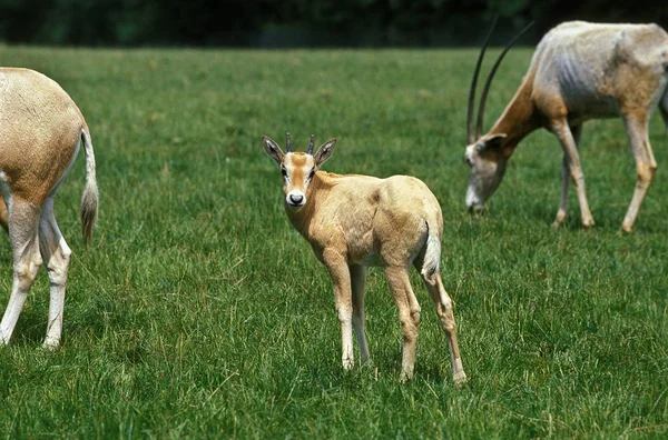 Oryx Algazelle oryx dammah —  Fotos de Stock
