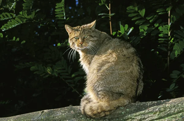 CHAT SAUVAGE D 'EUROPE felis silvestris — стоковое фото