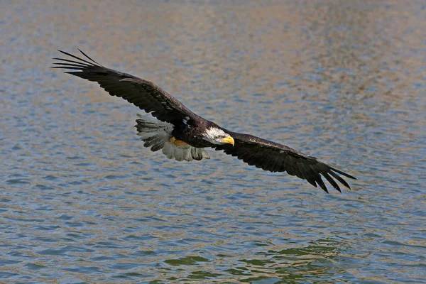 Pygargue A Tete Blanche haliaetus leucocephalus — Zdjęcie stockowe