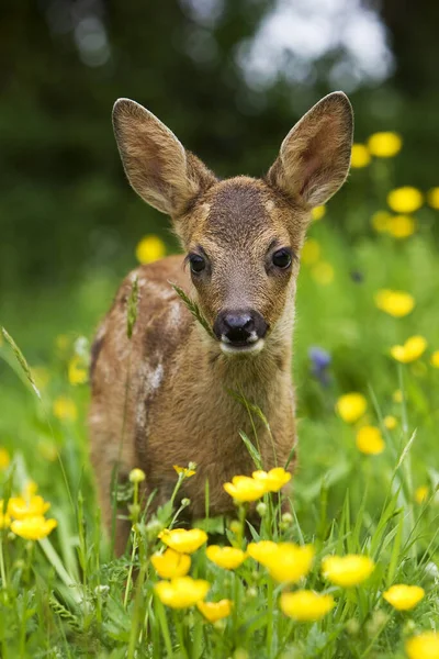 Chevreuil capreolus capreolus — Photo