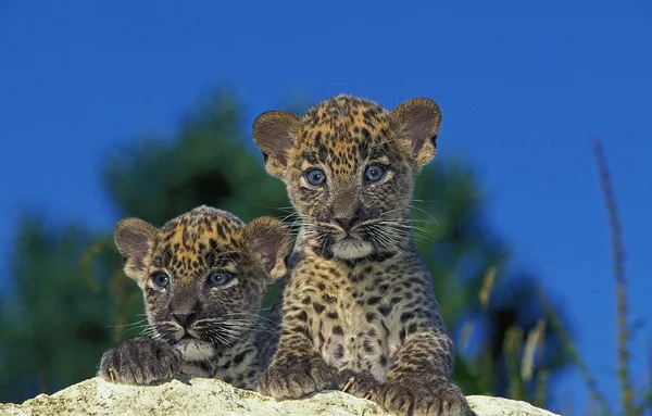 Pantherleoparde panthera pardus — Stockfoto