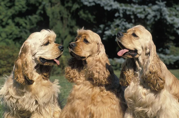 AMERICAINA DI COCKER — Foto Stock