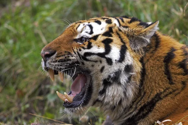 TIGRE DE SIBERIE panthera ferris altaica — стоковое фото