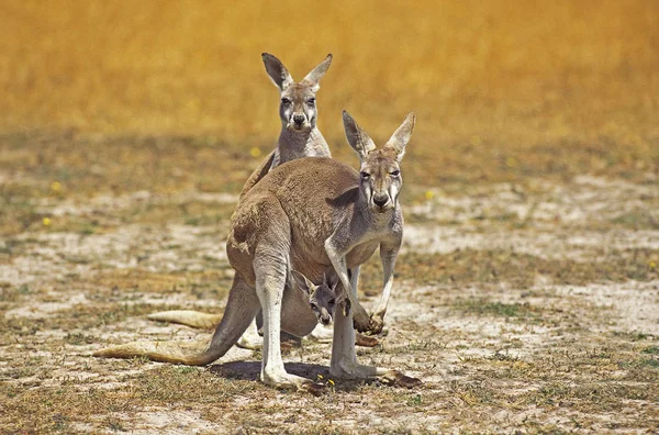 Kangourou Roux macropus rufus — Stockfoto