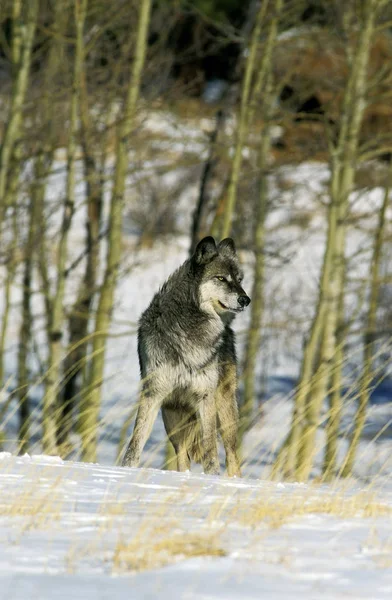 Loup du Canada canis lupus occidentalis — Foto de Stock