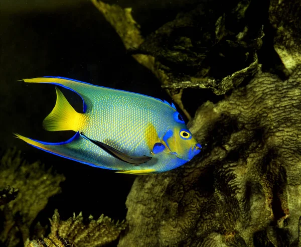 POISSON ANGE ROYAL holacanthus ciliaris — Stock Photo, Image