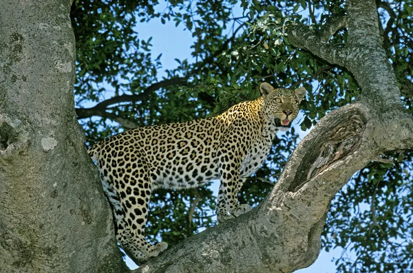 PANTHERE LEOPARD panthera pardus — Stock Photo, Image