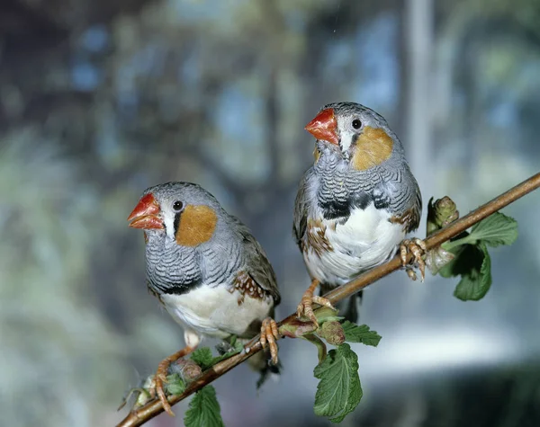 Diamant Mandarin taeniopygia guttata — Stock fotografie