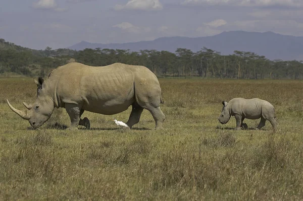 Rhinoceros Blanc ceratotherium simum — Fotografia de Stock