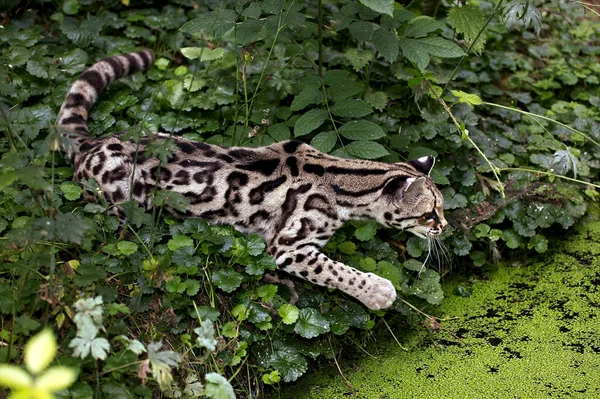 Margay leopardus wiedi — Stockfoto