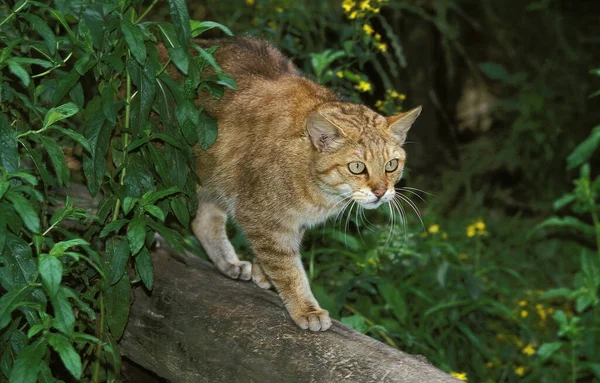 Chat Sauvage D 'Europe felis silvestris — Stok fotoğraf