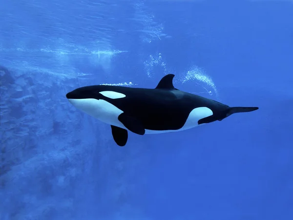 Orque Epaulard orcinus orca — Zdjęcie stockowe