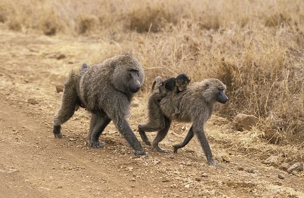 Babouin Doguera papio anubis — Stok fotoğraf