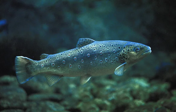 TRUITO FARIO salmo fario — Fotografia de Stock