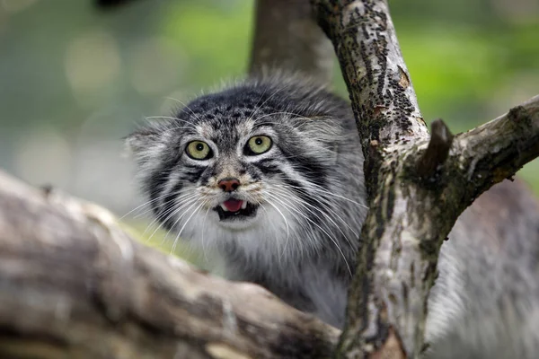 MANUL Reccolobus manul — стоковое фото