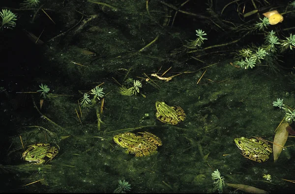 Grenouille Verte rana esculenta Nincs magyar neve — Stock Fotó