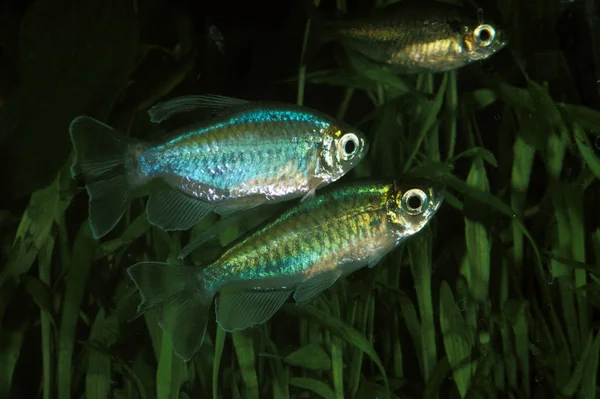 Avbrytande av behandling med Tetra Du Congo fenacogrammus — Stockfoto