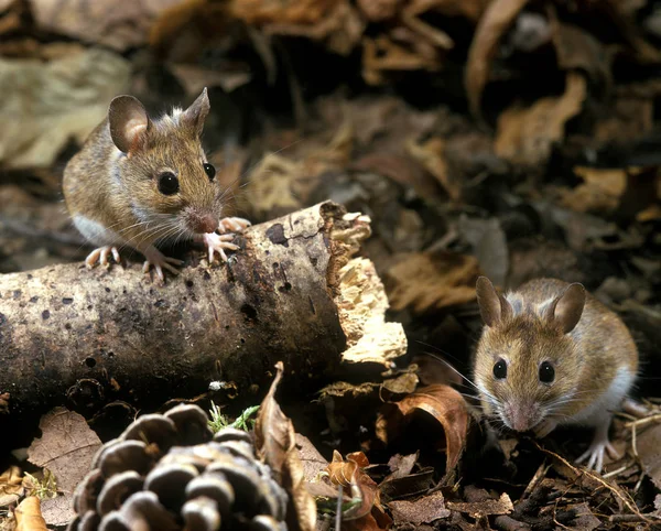 Mulot A Collier Roux apodemus flavicollis — Foto de Stock