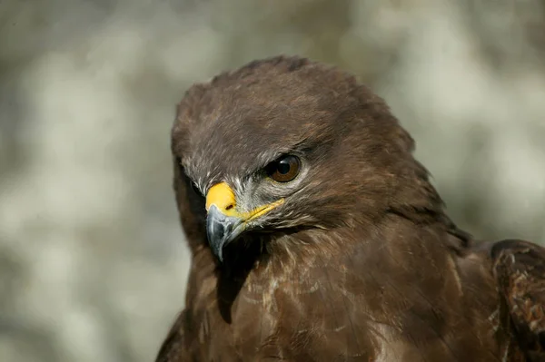 Buse változó buteo buteo — Stock Fotó