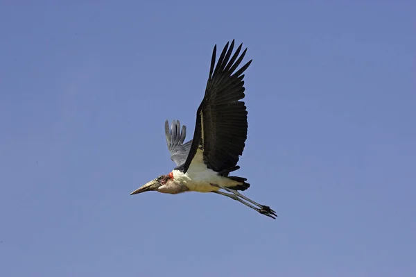 MARABOUT D'AFRIQUE leptoptilos crumeniferus — Stock Photo, Image