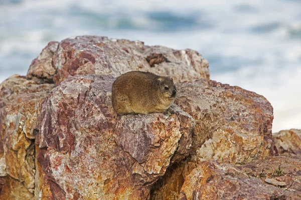 DAMAN DES ROCHERS procavia capensis — Stock Photo, Image