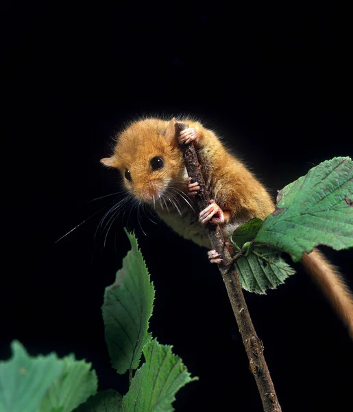 Muscardin muscardinus avellanarius — Stock fotografie