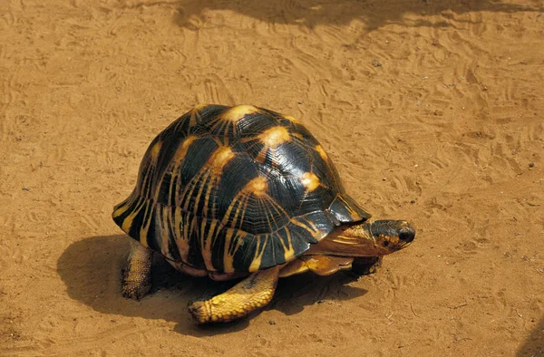 Tortue Etoilee De Madagaskar geochelone radiata — Stockfoto