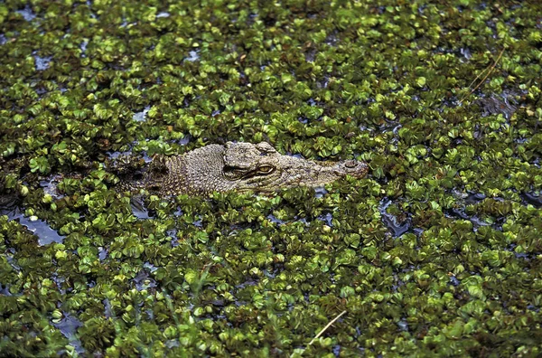 Krokodil-Marin-Krokodylus porosus — Stockfoto