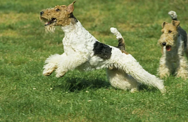Fox Terrier A Poil Dur — Φωτογραφία Αρχείου