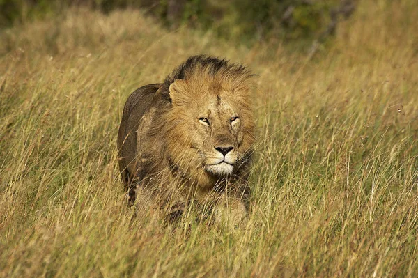 Lejon D 'Afrique panthera leo — Stockfoto
