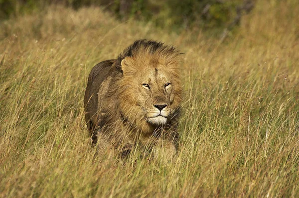 LION D 'AFRIQUE panthera leo — стоковое фото