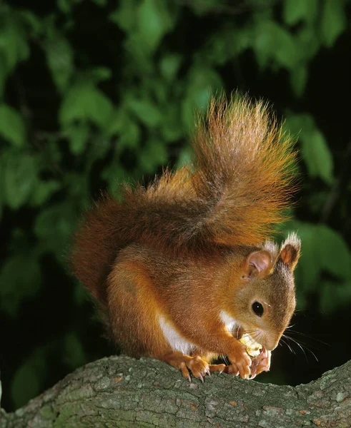 Ecureuil Roux sciurus vulgaris — Foto Stock