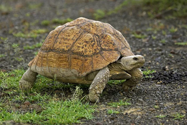 Pardalis de Leopardo de Tortue geochelone — Foto de Stock