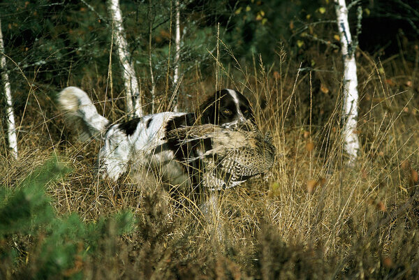 Аньель ФРАНКАИС
