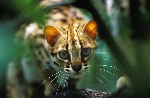 Csevegés Du Bengale prionailurus bengalensis — Stock Fotó