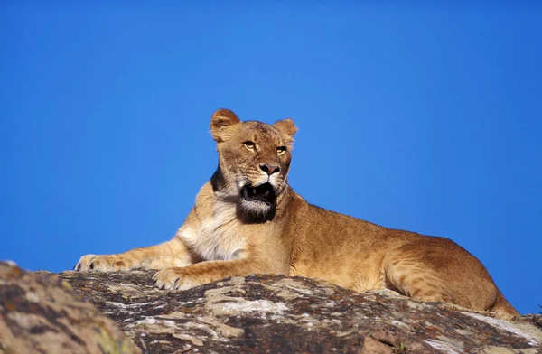 Lejon D 'Afrique panthera leo — Stockfoto