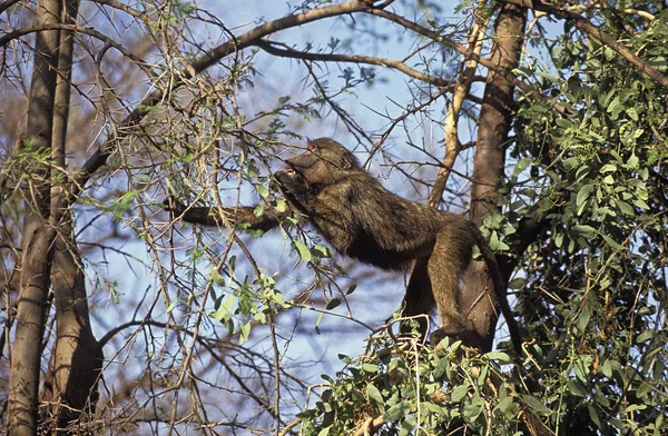 Babouin Doguera papio anubis — Stockfoto