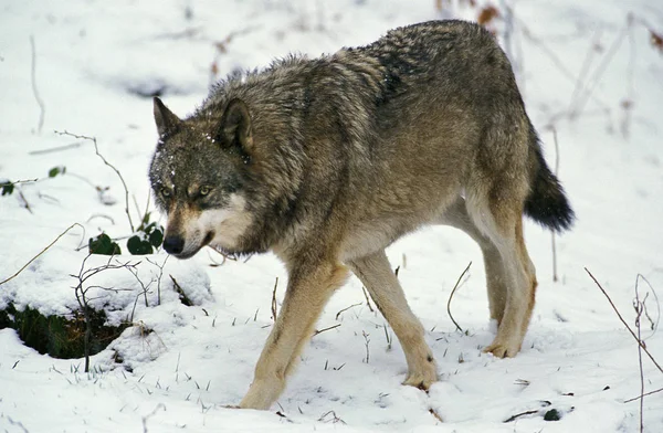 Loup D 'Europe canis lupus — Stock fotografie