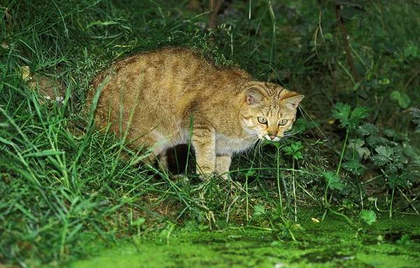 CHAT SAUVAGE D 'EUROPE felis silvestris — стоковое фото