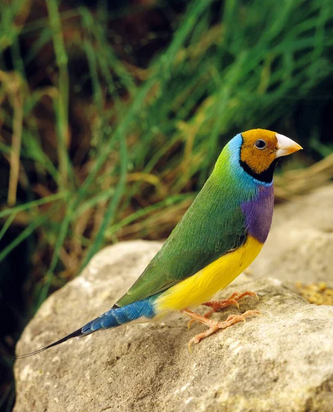 DIAMANT DE GOULD A FACE ORANGE  chloebia gouldiae — Stock Photo, Image