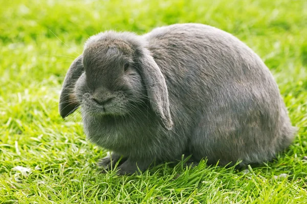 Lapin Belier Francais — Foto de Stock